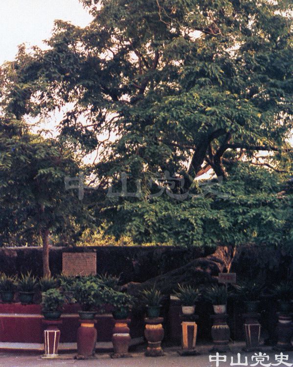5.1883年孙中山先生在故居门前亲手种植的酸子树.jpg