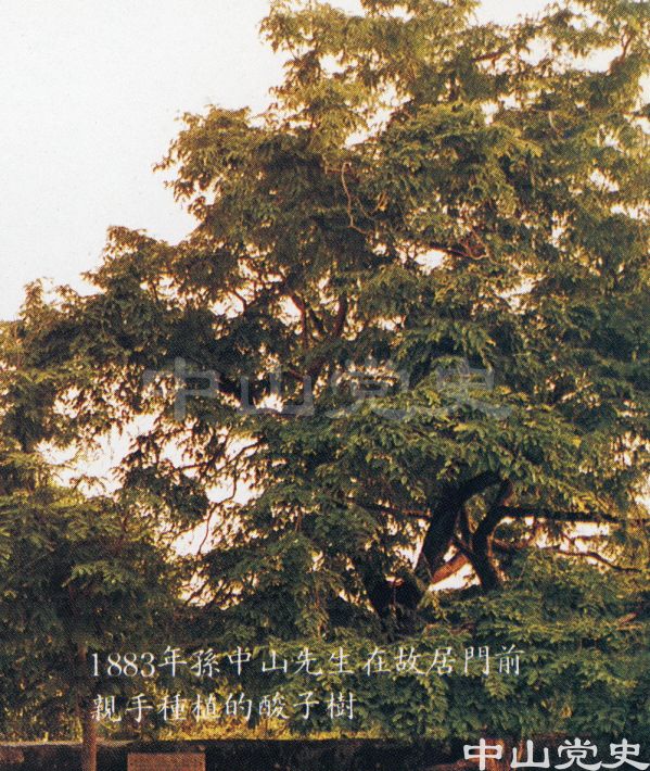 8.1883年孙中山先生在故居门前亲手种植的酸子树.jpg